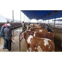 西門塔爾牛犢價格及湖南塔爾牛養殖場銷售指南