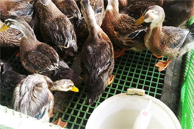 養殖場漏糞地板的綜合管理與銷售策略