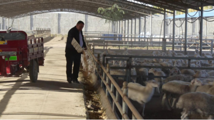 新疆庫(kù)車市 畜牧養(yǎng)殖帶動(dòng)村民致富增收，養(yǎng)殖與銷售并重