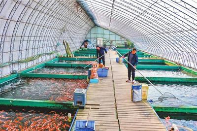 錦鯉進(jìn)入銷售旺季 養(yǎng)殖技術(shù)與市場(chǎng)銷售趨勢(shì)解析