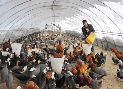 大興農場調優養殖結構促進畜牧業提質增效