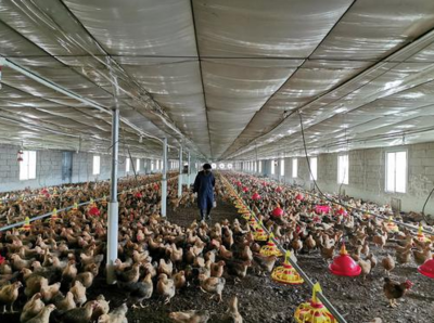 連平縣 產業振興加速發展，養殖與銷售雙輪驅動粵進新時代