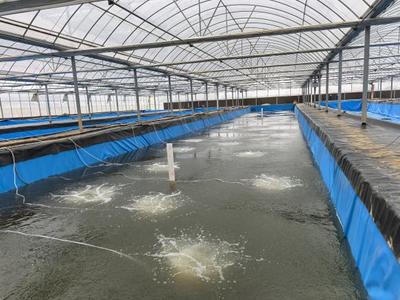 白澤湖鄉大楓社區: '訂單銷售'不用愁, '智慧養殖'促增收