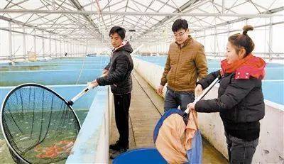 從虧損到盈利 2017年合作社模式下的觀賞魚養殖與銷售轉型