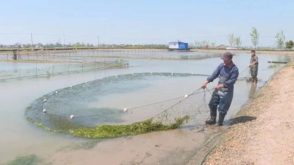 五年來馬鞍山農業闊步邁向產業化與現代化——養殖與銷售并舉