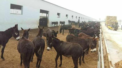 百事利農(nóng)家養(yǎng)殖 肉驢養(yǎng)殖與銷售全攻略