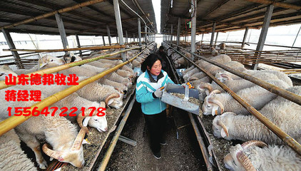 江蘇德邦牧業 專業供應優質小尾寒羊 助力養殖戶高效發展