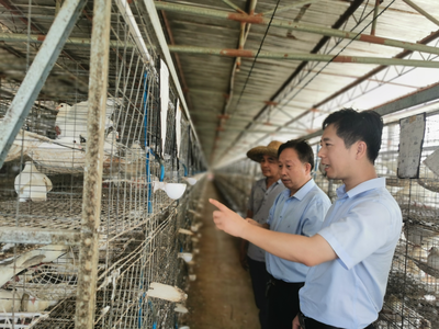 粵桂協作共謀發展 大良鎮赴遂溪縣遂城鎮考察新農村建設與產業振興