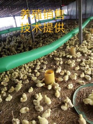 柘城幫幫 構建養殖與銷售信息共享平臺，助力產業發展