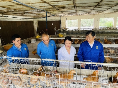 科技助力宣城肉雞全產(chǎn)業(yè)鏈升級(jí) 養(yǎng)殖與銷售新飛躍