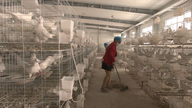 沙雅縣合作社引領(lǐng)特色養(yǎng)殖，村民抱團(tuán)養(yǎng)鴿奔富路