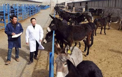 肉驢的養(yǎng)殖與銷路 從科學(xué)養(yǎng)殖到市場開拓