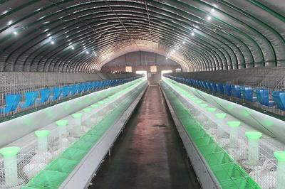 武丘 “兔經濟”創新產業扶貧新模式——養殖與銷售雙輪驅動