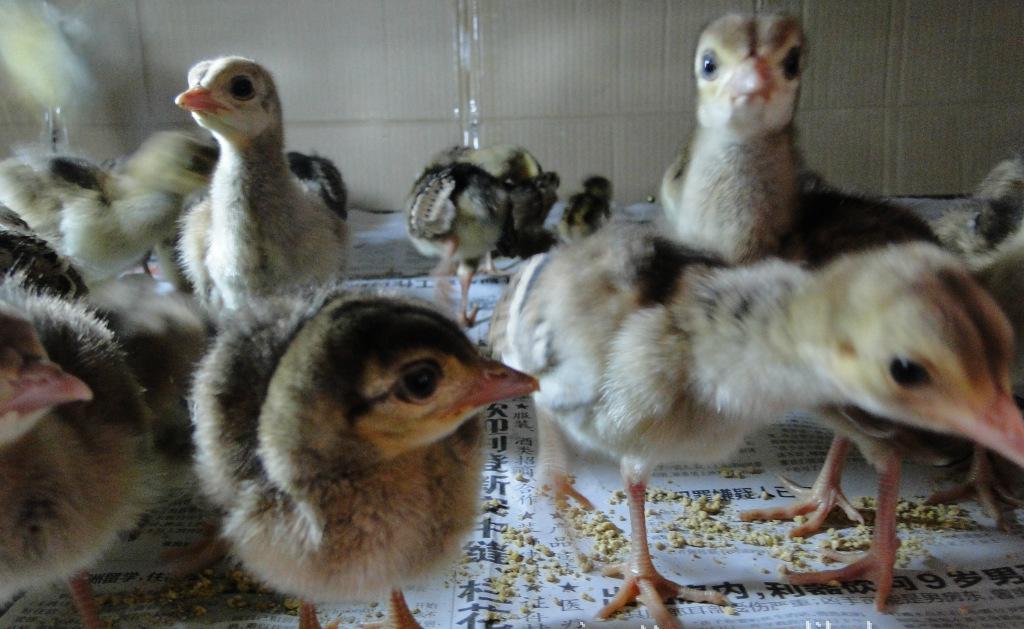 蕪湖金馬特種養殖 孔雀種苗養殖與銷售全解析