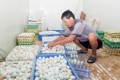 八大儋州地理標志商標 儋州綠殼雞蛋您吃過嗎？