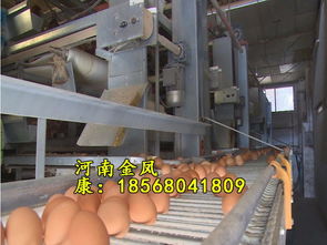 金鳳自動化層疊式蛋雞籠養設備 單棟10萬只雞的高效養殖與銷售之道