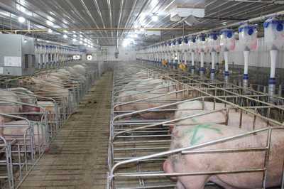 圍繞新國發2號文件精神 全力提升現代農業產業質效——縣農業農村局聚焦養殖與銷售