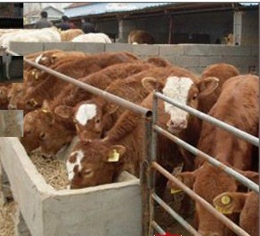 魯西黃牛養殖效益分析與肉牛養殖技術