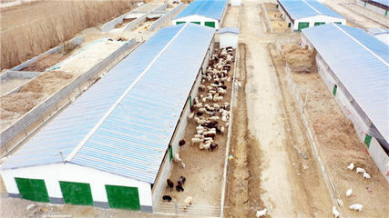 新疆阿瓦提縣 發展多浪羊養殖 助推畜牧業高質量發展