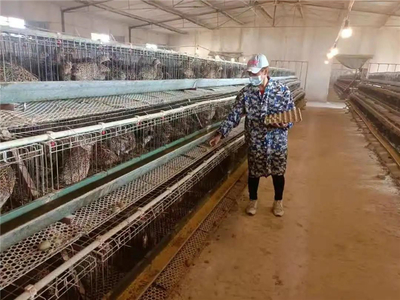 年產彩蛋1億枚，玉皇廟大張村 全國最大的七彩山雞養殖專業村