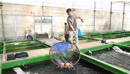 濟寧任城 多彩錦鯉養殖“游”出致富道路