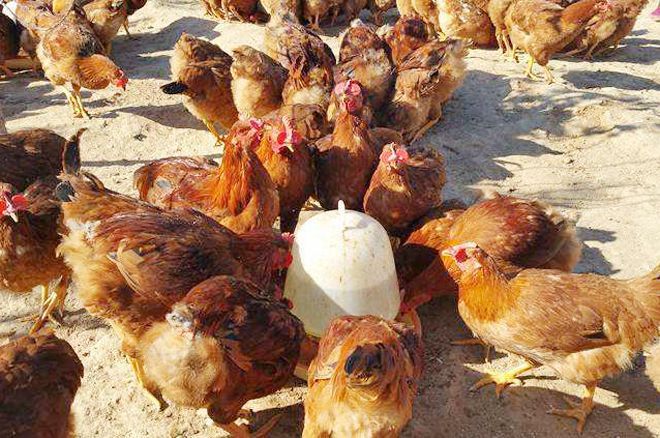 農村養殖業與種植業的風險對比 養殖與銷售視角