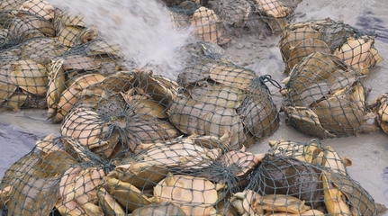 學習強國丨河南潢川 水中撈“金” 特色產業強縣富民 養殖與銷售