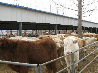 金鄉縣王丕波爾山羊養殖場 科學養殖與全球化銷售雙輪驅動