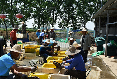 邯鄲黃鱔養殖 從培育到市場的全面指南