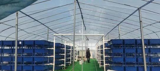 甲魚養殖新模式 立體工廠化養殖與銷售一體化