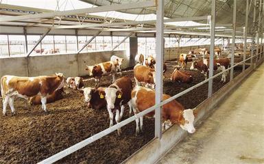 齊齊哈爾“三歲牛”品牌走紅網絡，探究其養殖特色與銷售新路徑