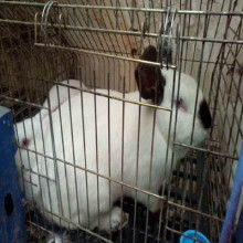 蘭州興瑞養殖廠 專業養殖與優質銷售一體化服務