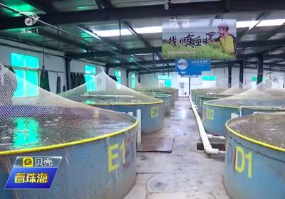 寒潮頻襲斗門，水產品養殖與銷售現狀解析