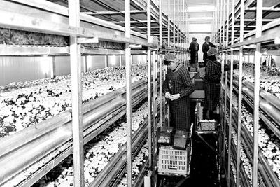 勉縣“蘑”力升級 從傳統種植到工廠化生產，探索食用菌產業振興新路徑
