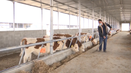 沙雅縣 奶牛養殖產業鏈讓鄉村經濟“牛氣十足”