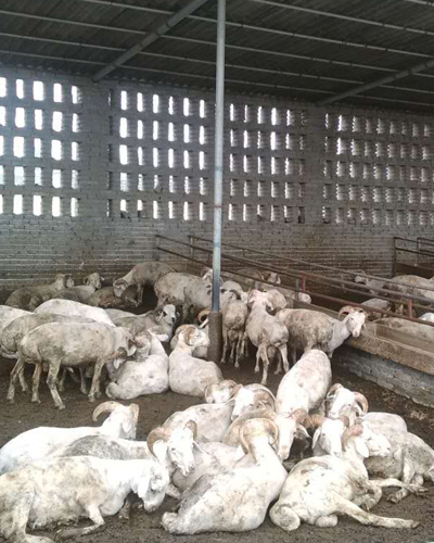 河南動物養殖與銷售 選擇優質供應商的關鍵考量