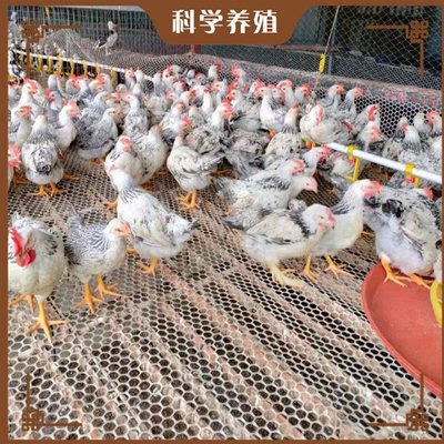 白蘆花雞養(yǎng)殖與銷(xiāo)售全攻略 從快大型到矮腳型