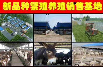 武岡小驢駒養(yǎng)殖與銷(xiāo)售市場(chǎng)分析 供應(yīng)信息全解析