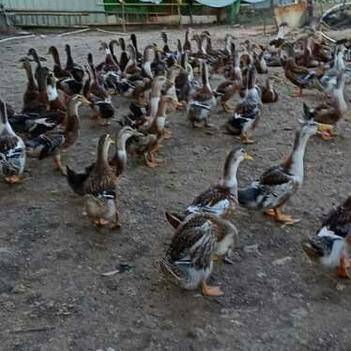 鄧小鳳 深耕養(yǎng)殖與銷(xiāo)售，連接城鄉(xiāng)的農(nóng)產(chǎn)品供應(yīng)橋梁