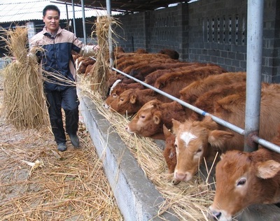 高效養(yǎng)殖致富指南 選擇、技術(shù)與市場銷售策略
