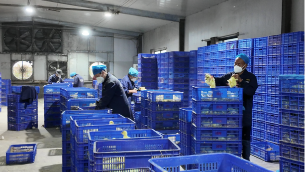 埇橋區(qū) 一只鵝的“逆襲”——從破殼到風(fēng)靡全國，它做對(duì)了什么？