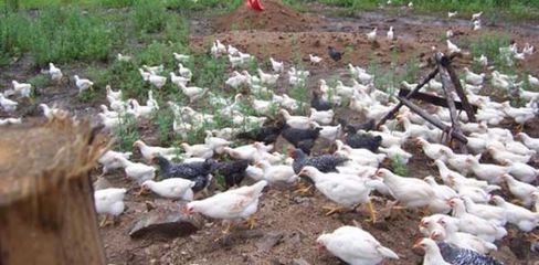 鄉(xiāng)村致富新路徑 精細(xì)養(yǎng)殖與創(chuàng)新銷售的雙輪驅(qū)動(dòng)