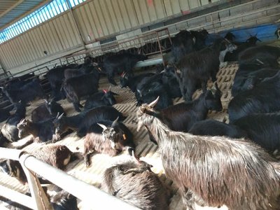 山東嘉祥黑山羊熱銷 活羊批發(fā)600元/個(gè)，長遠(yuǎn)養(yǎng)殖助力鄉(xiāng)村振興