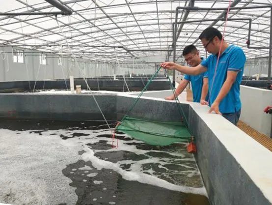 從池塘到餐桌 梁平首批本地養(yǎng)殖南美白對(duì)蝦即將上市