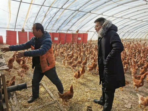 平谷掛職團(tuán)隊(duì)出實(shí)招辦實(shí)事 精準(zhǔn)發(fā)力養(yǎng)殖與銷售，助力鄉(xiāng)村全面振興