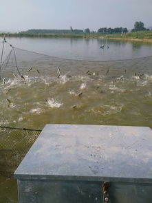 私人養(yǎng)殖戶的銷售策略 從養(yǎng)殖到市場的全鏈路指南