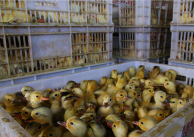 孵化場現(xiàn)象背后 當(dāng)可愛小鴨遭遇殘酷生存法則