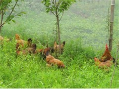 土雞蛋銷售|營養(yǎng)土雞蛋|團(tuán)購?fù)岭u蛋|金牌養(yǎng)殖土雞專家_中國貿(mào)易網(wǎng) 養(yǎng)殖與銷售